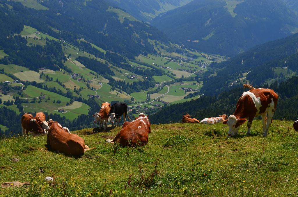 Haus Brugglbach Daire Kirchberg in Tirol Dış mekan fotoğraf